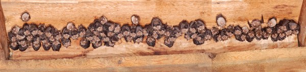 Wochenstube Kleiner Hufeisennasen c Forstmeier W.