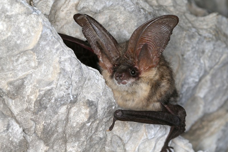 Die neue KFFÖ-website ist online!