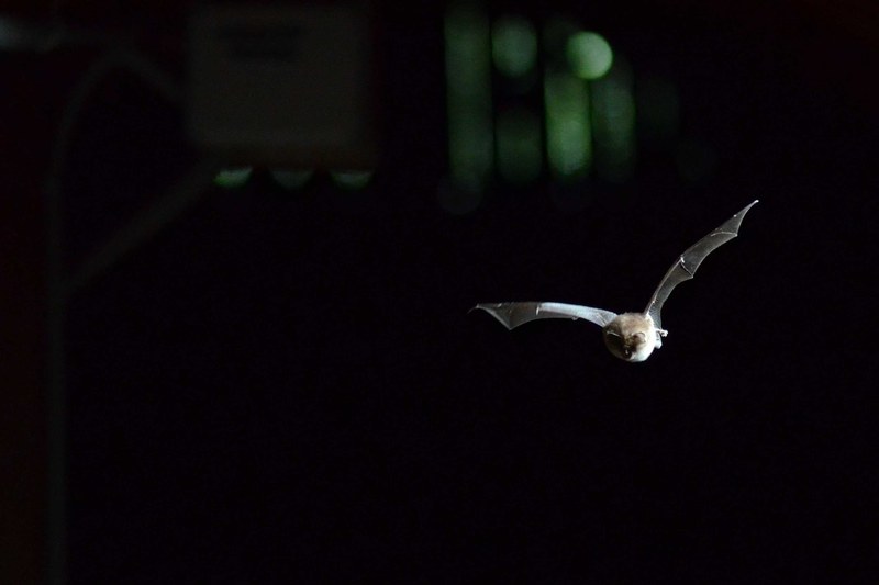 Weitere KFFÖ-Projekte