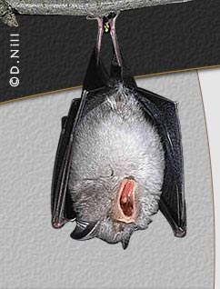 Das Kleine Mausohr in Österreich