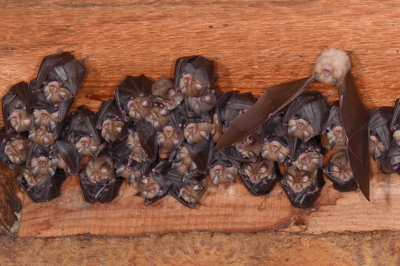 Gefährdung & Schutz